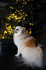a beautiful smiling Pomeranian Spitz Removo in white looks at the camera and smiles against the background of a New Year tree and the atmosphere before Christmas