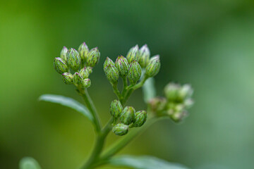 water drops and grass flowers