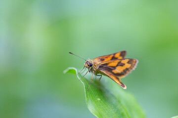 Obraz premium Small insects are cute and worth searching for.