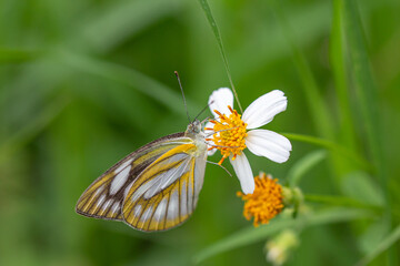 Small insects are cute and worth searching for.