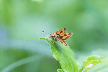 Small insects are cute and worth searching for.
