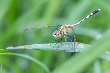 Small insects are cute and worth searching for.