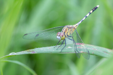 Small insects are cute and worth searching for.