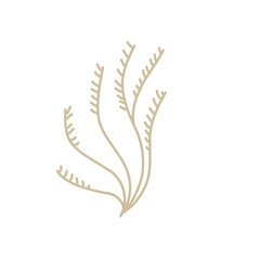 Underwater Plants Vector Illustration 