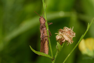 Grasshopper on its natural environment in summer morning, Danubian forest, Slovakia