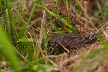 Grasshopper on its natural environment in summer morning, Danubian forest, Slovakia