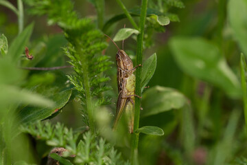 Grasshopper on its natural environment in summer morning, Danubian forest, Slovakia