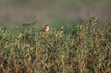 Cisticola juncidis - Zitting cisticola - Cisticole des joncs