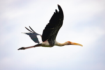 Painted Stork (Mycteria leucocephala) adult in flight