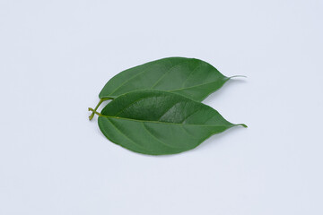 Grass jelly leaves on a white background, the basic ingredient of grass jelly