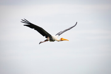 Fototapeta na wymiar Painted Stork (Mycteria leucocephala) adult in flight