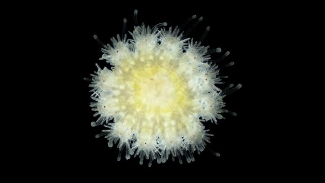 Starfish Crossaster sp. under a microscope, Solasteridae family, phylum Echinodermata. It has 12 legs (rays). Sample found in White Sea