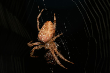Common garden spider,, Araneus diadematus,, on its web in summer morning, Danubian forest, Slovakia