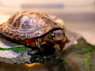 キボシイシガメ