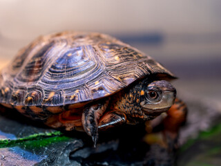 キボシイシガメ