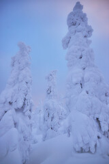 Lapland winter landscape, tree snow winter nature, christmas finland forest, frost mountain, arctic lapland sunset, scandinavia, idyllic north scenery sunrise, fairy tale