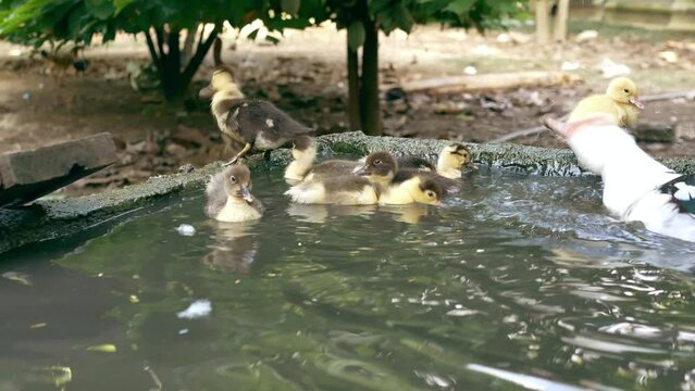flock of ducklings swimming in the Water,4k