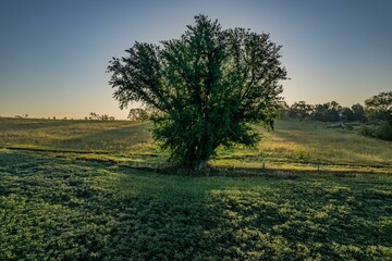 Isolated tree in the middle of a sun-drenched grassy field in Iowa, USA
