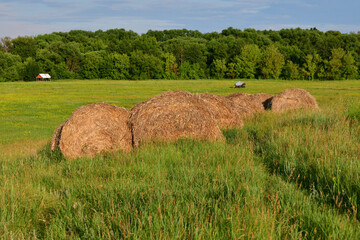 round bales of straw in field in Russia