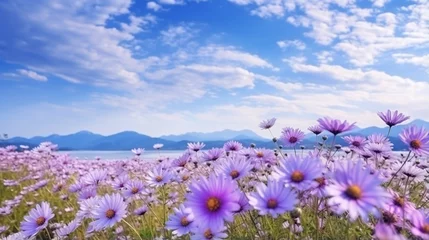  Purple daisy flower field blooming in spring morning with blue cloudy sky background . © Nazia