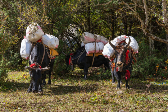 Domestic Yak carrying stuff on the way to Everest base camp in Himalayas in Nepal. 