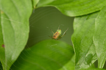 Amazing spider with long legs on its natural environments, Danubian forest, Slovakia