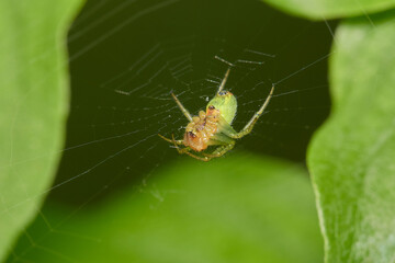Amazing spider with long legs on its natural environments, Danubian forest, Slovakia
