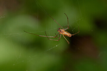 Amazing spider with long legs on its natural environments, Danubian forest, Slovakia