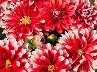 Red and white dahlias with buds in a french garden seen from above
