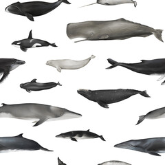 Watercolor whales seamless pattern isolated. Hand-drawn underwater ocean animals backdrop for fabric, packaging paper. Sperm whale, fin whale, gray whale, killer whale, humpback whale, beluga © Diana Askarova
