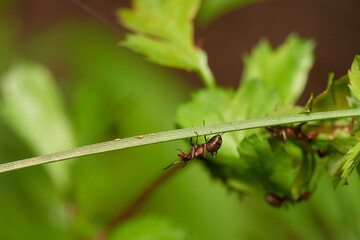 Amazing red wood ant,, Formica rufa,, on its natural environment, Danubian forest, Slovakia