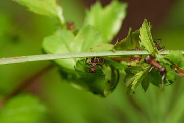 Amazing red wood ant,, Formica rufa,, on its natural environment, Danubian forest, Slovakia