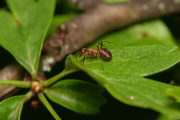 Amazing red wood ant,, Formica rufa,, on its natural environment, Danubian forest, Slovakia