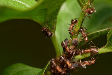 Amazing red wood ant,, Formica rufa,, on its natural environment, Danubian forest, Slovakia