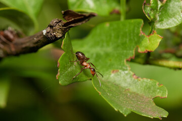 Amazing red wood ant,, Formica rufa,, on its natural environment, Danubian forest, Slovakia