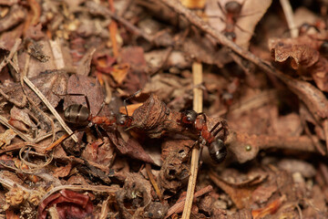 Amazing red wood ant,, Formica rufa,, on its natural environment, Danubian forest, Slovakia