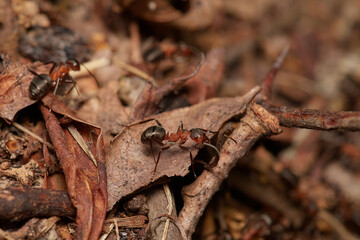 Amazing red wood ant,, Formica rufa,, on its natural environment, Danubian forest, Slovakia