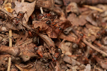 Fototapeta na wymiar Amazing red wood ant,, Formica rufa,, on its natural environment, Danubian forest, Slovakia
