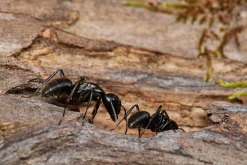 Large black ant,, Camponotus vagus,, on old wood on Danubian forest, Slovakia