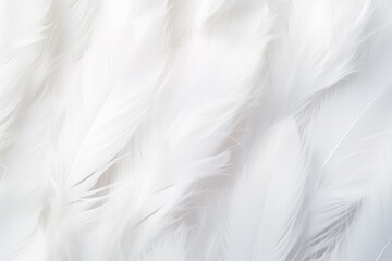 Fototapeta na wymiar Delicate White Feather Background