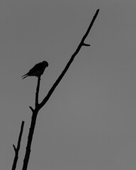 silhouette de crécerelle d'Amérique