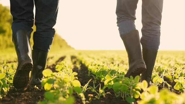 Agriculture. farmer rubber boots walks through agricultural field. soybean field. agro farm plantation modern grown cultivated plants. agriculture business. growing vegetable food products. boots eco.