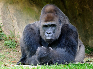 Closeup male gorilla (Gorilla gorilla) lying on grass
