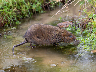 Water Vole on a Frozen Pond