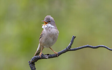 Greater Whitethroat 