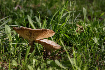 Pleurotus eryngii, It is a mushroom that has a wide variety of brown tones, from cream to dark brown. It has a more or less convex hat, initially circular and more irregular at maturity