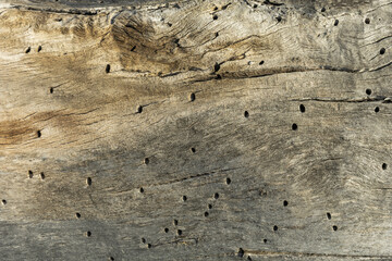 An old wooden log with holes made by insects that feed on wood