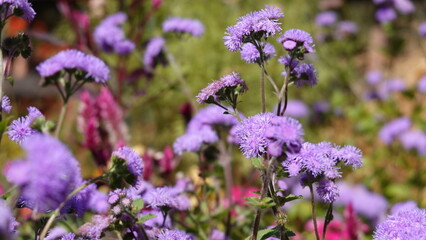 公園の花