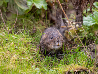 Water Vole in the Grass