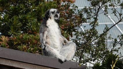 ワオキツネザル